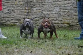 American Bully Standard
