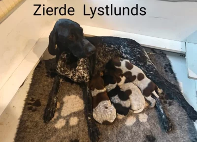 Nabídka štěňat NKO