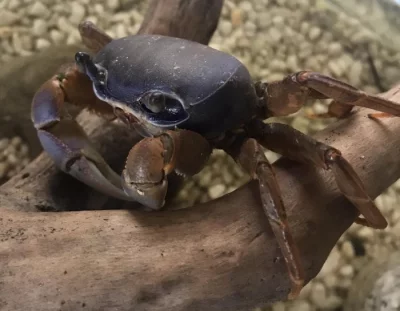 Crab