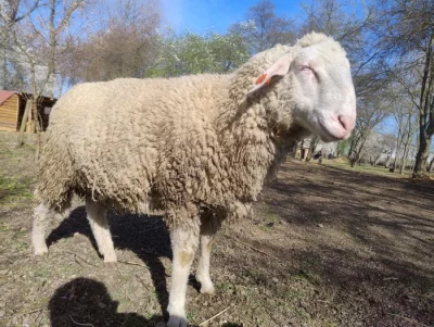 Beran Merinolandschaff