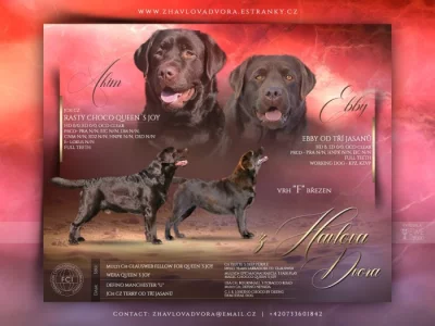 Labradorský retrívr s PP - štěňata