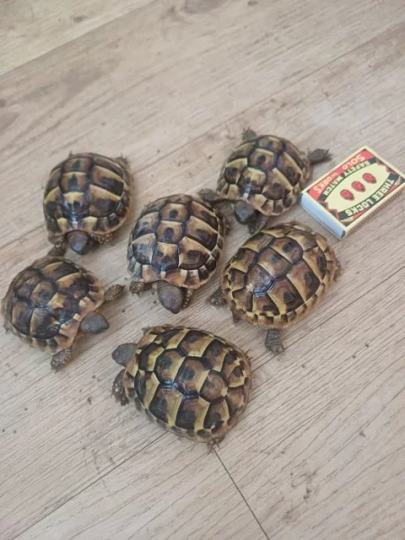 Prodám půlroční mláďata želvy zelenavé