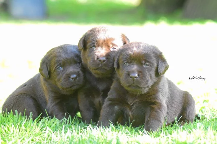 Štěňátka LR s PP