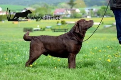 Štěňátka LR s PP