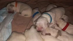 Zlatý retrívr, golden retriever s PP