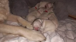 Zlatý retrívr, golden retriever s PP