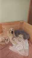 Zlatý retrívr, golden retriever s PP