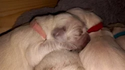 Zlatý retrívr, golden retriever s PP