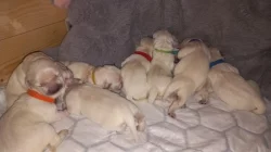 Zlatý retrívr, golden retriever s PP