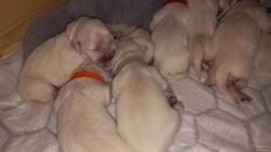 Zlatý retrívr, golden retriever s PP