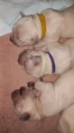 Zlatý retrívr, golden retriever s PP