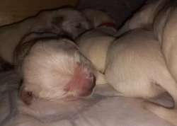 Zlatý retrívr, golden retriever s PP