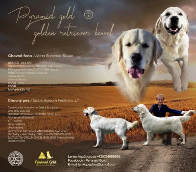 Zlatý retrívr, golden retriever s PP