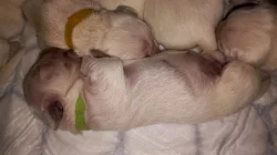Zlatý retrívr, golden retriever s PP