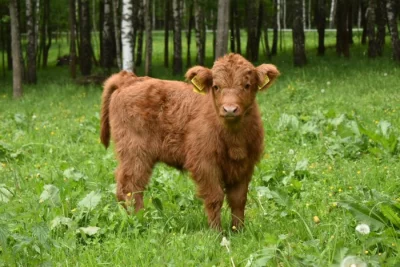 Prodám letošní jalovičku a dva býčky Highland-Skotský náhorní skot jeden nar. 2022 a druhý nar. 2023