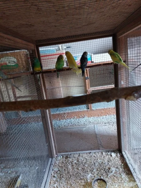 Prodám andulky vlnkované