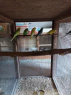 Prodám andulky vlnkované