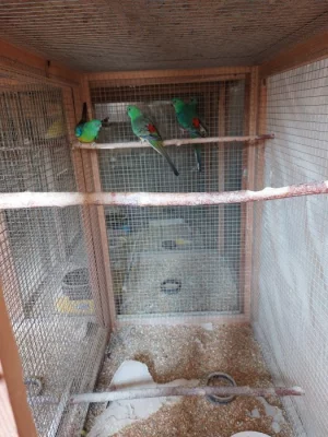 Prodám papoušky zpěvavé