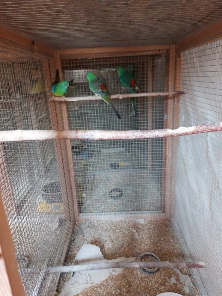 Prodám papoušky zpěvavé