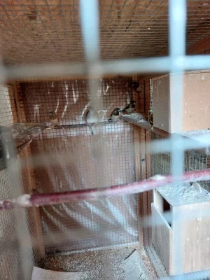 Prodám chůvičky japonské