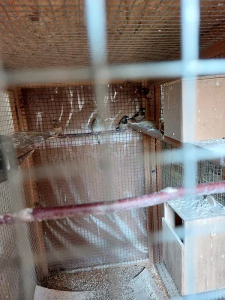 Prodám chůvičky japonské