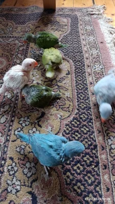 na ochočení alexandr malý