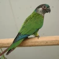 Pyrrhura.CZ – papoušci Jižní Ameriky