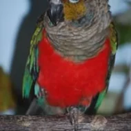 Pyrrhura.CZ – papoušci Jižní Ameriky