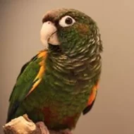 Pyrrhura.CZ – papoušci Jižní Ameriky