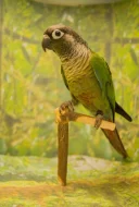 Pyrrhura.CZ – papoušci Jižní Ameriky