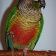 Pyrrhura.CZ – papoušci Jižní Ameriky