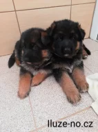 Štěňata německého ovčáka k zadání