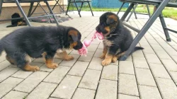 Štěňata německého ovčáka k zadání