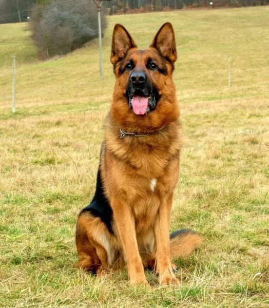 Štěňata německého ovčáka k zadání