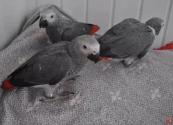 African grey parrot