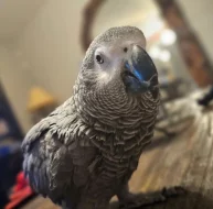 African grey parrot