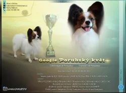 Štěňátko papillon s PP
