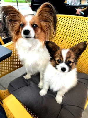 Štěňátko papillon s PP