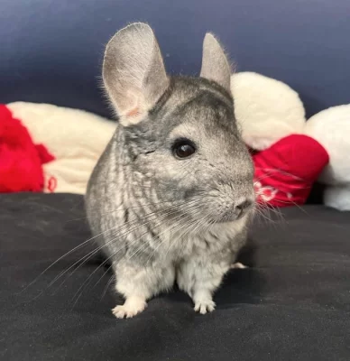Chinchilla