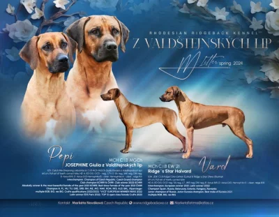 Rhodéský Ridgeback