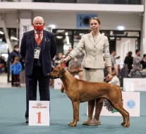 Rhodéský Ridgeback