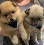 Nemecký špic trpasličí ( Pomeranian)