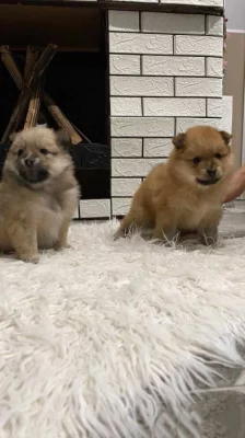 Nemecký špic trpasličí ( Pomeranian)