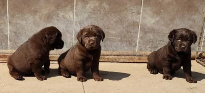 Nabídka  štěňat labradorských retrieverů