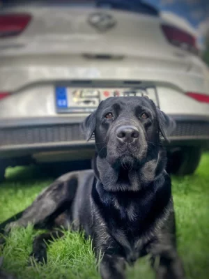 Připuštění čistokrevné labradorky