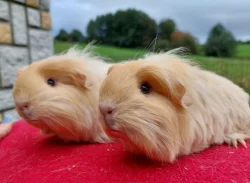 Dlouhosrstá samička texel