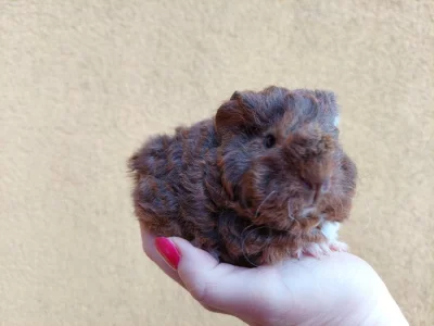 Dlouhosrstá samička texel