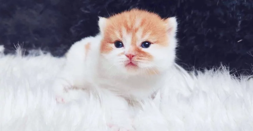 Britské koťátka k rezervaci