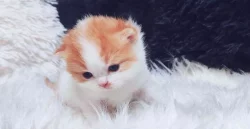 Britské koťátka k rezervaci