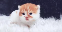 Britské koťátka k rezervaci